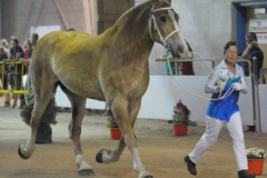 vaulter43