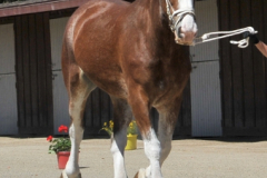 vaulter44