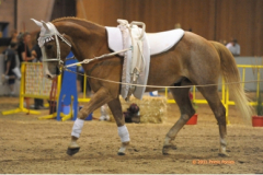 vaulter49
