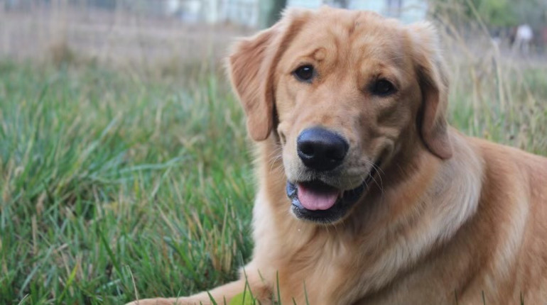 The Kennel at Tambourine Farm