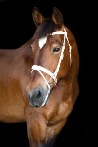 Trident - Tambourine Vaulters